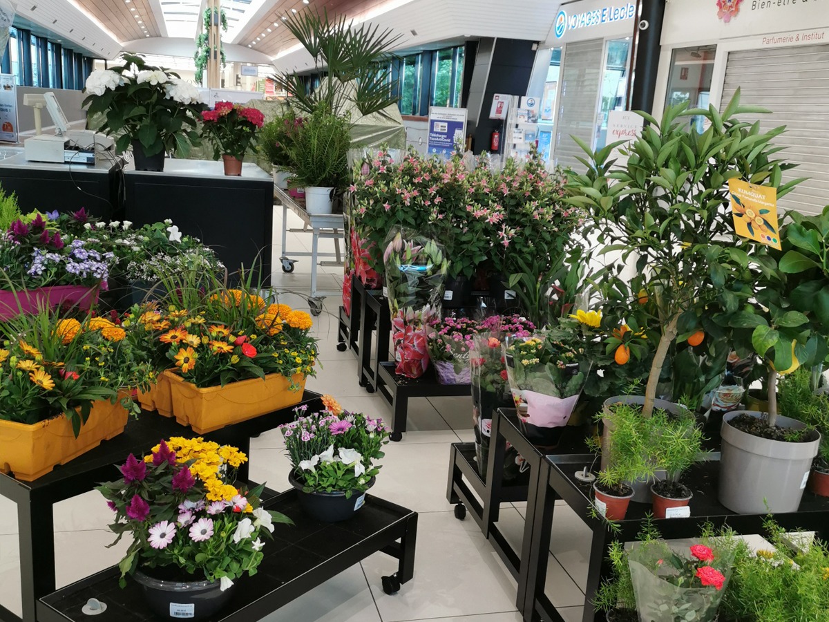 plantes vertes fleurs belfort