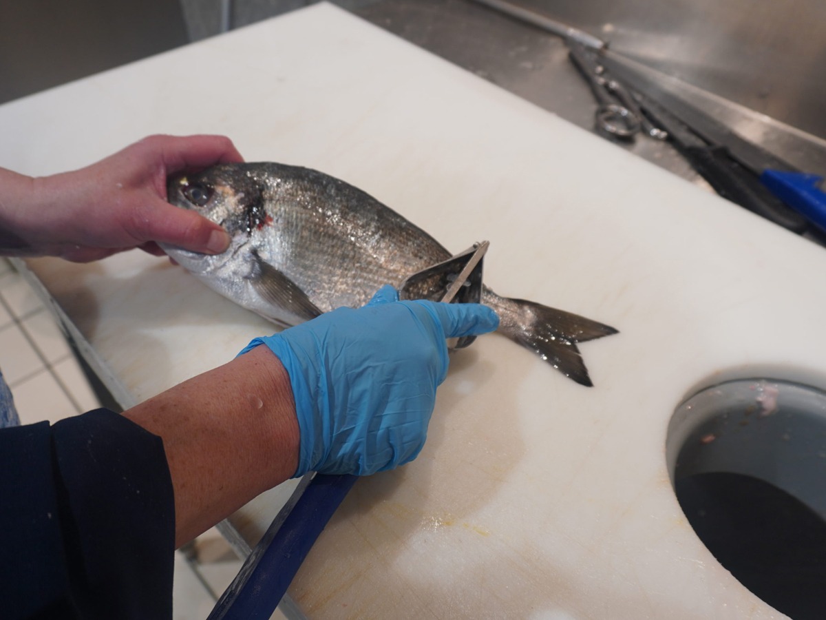 preparation-poissons-ecaillage-belfort préparation-poissons-écaillage-belfort
